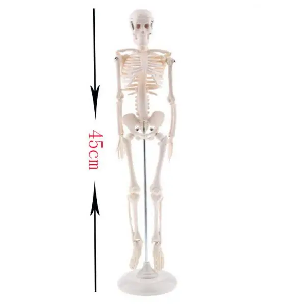 

Head Skull Hand Foot Ear Heart Brain Anatomical Study Model