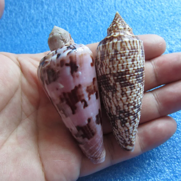 

Conus snails Long Conus 73.6-72.8mm Interesting combination of deformities