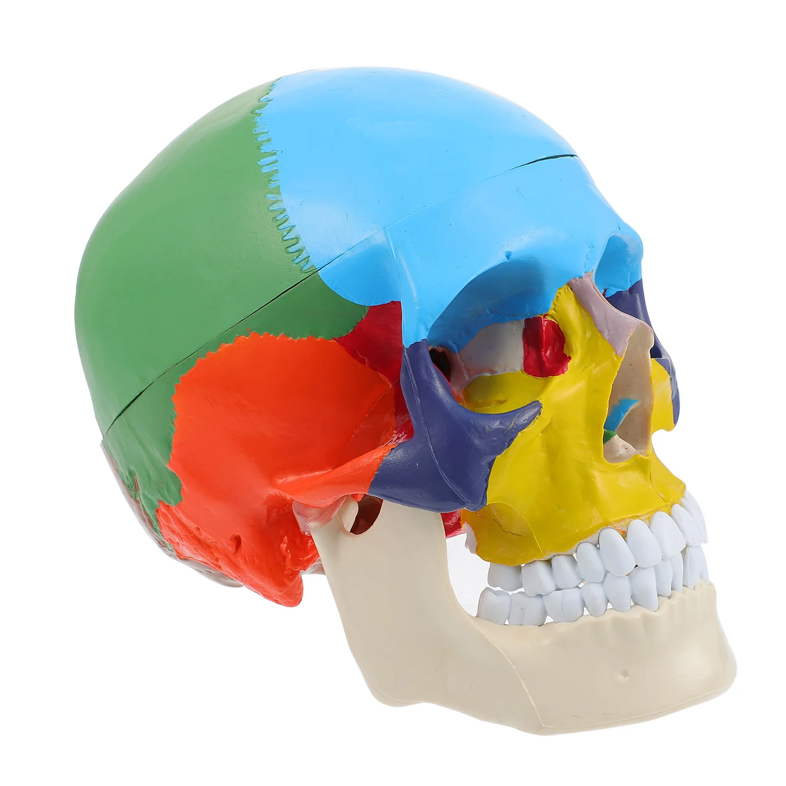 

Искусственная анатомическая модель красочная модель обучающая модель