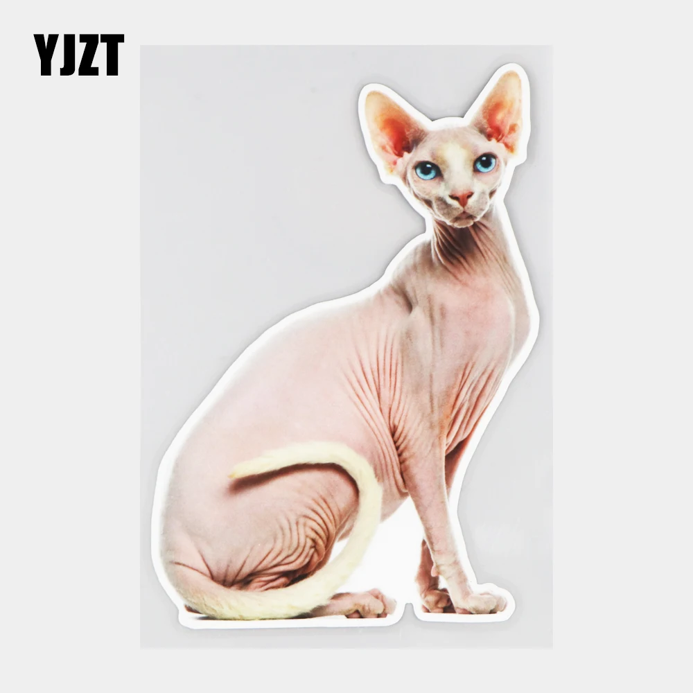 

YJZT 11.5×16.7CM Sphinx Hairless Cat Funny Window Decoration Decal Animal Car Sticker Accessories 21A-0774