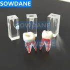 1:1 Смола Стоматологическая эндододонтическая студенческая практика модель операции прозрачная без файлов