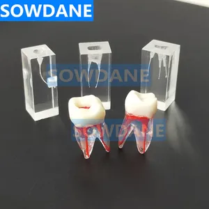 1:1 Смола Стоматологическая эндододонтическая студенческая практика модель операции прозрачная без файлов