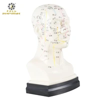 chinese head acupuncture model head acupuncture point model he human head acupuncture point model head meridian model