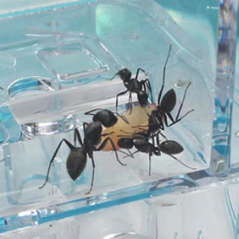 Муравьи фермы муравьи дом замок Террариум для насекомых клетка насекомые
