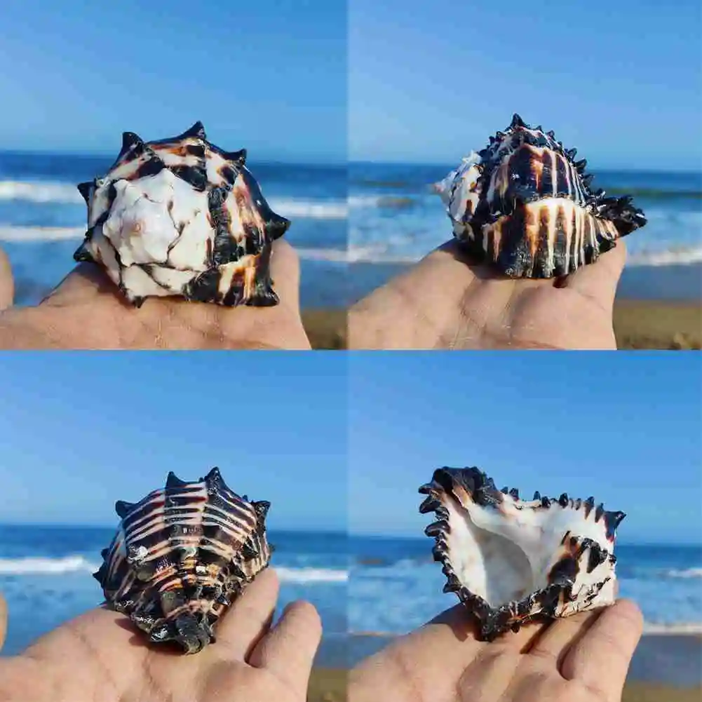

8-12Cm Natural Snail Shell Us Black Murex Black Zebra Bone Specimen Conch Shells Nautical Home Decor Aquarium Landscape