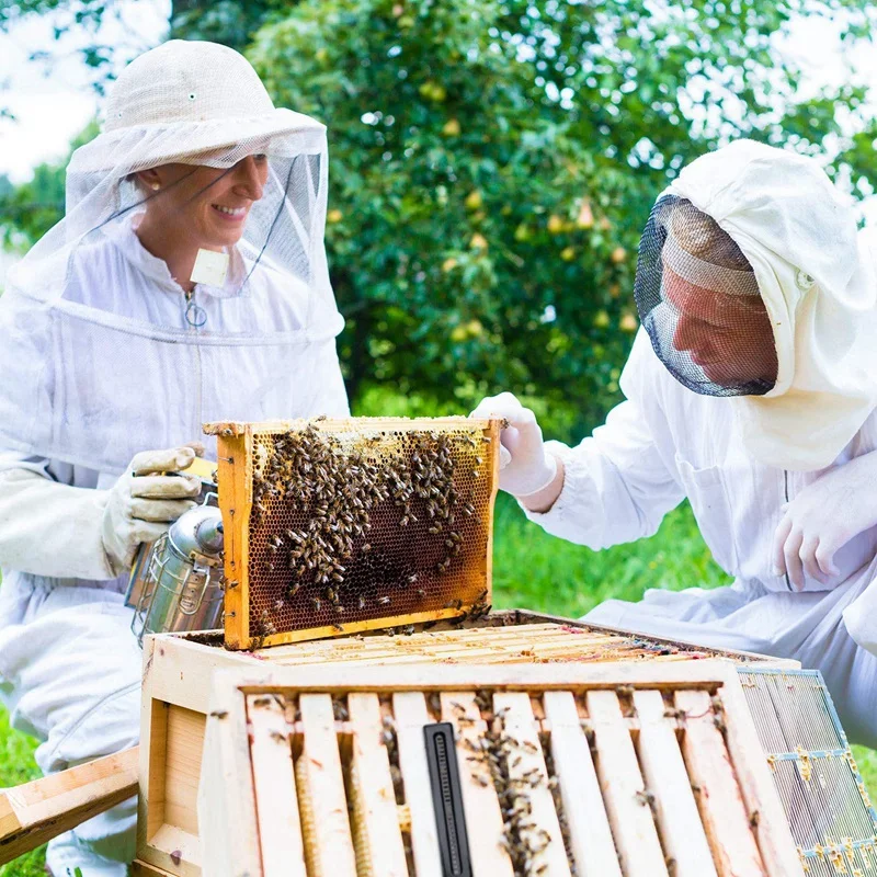 

10Pcs Beetle Traps Nest Beetle Traps Beehive Small Beetle Beekeeping Tools