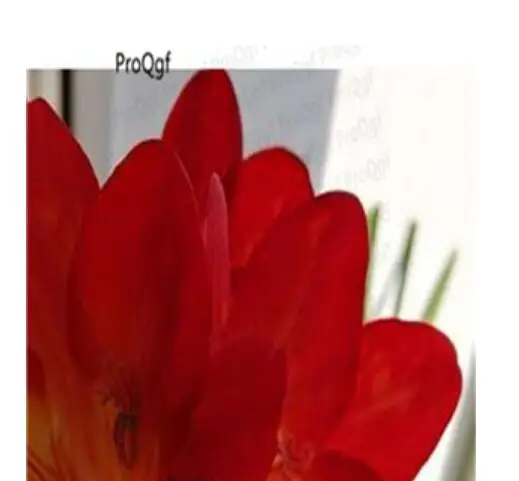 1 Ngryise 20 шт набор Freesia hybrida - Цвет: 1