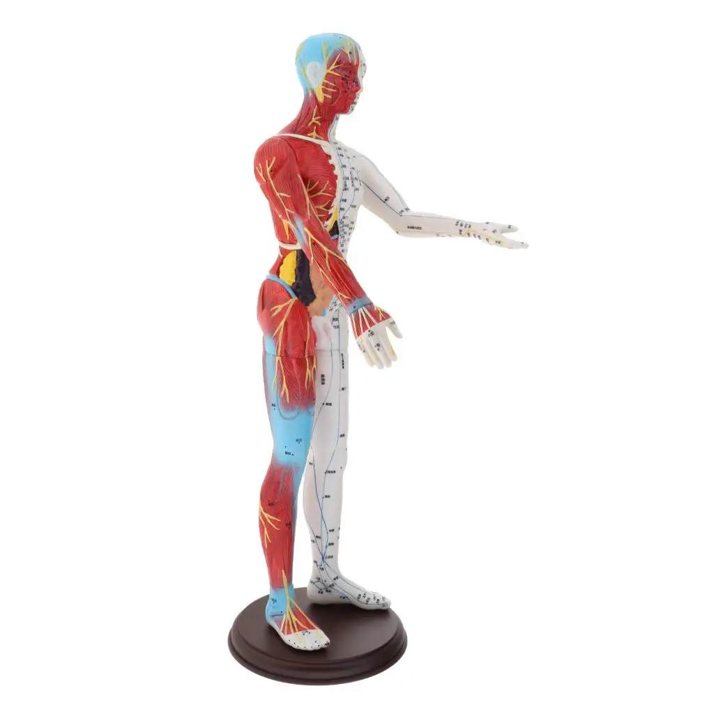 

60cm Human Anatomy Skeleton Figure Statue Body Model Learning Teaching