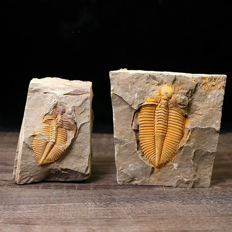 

Natural trilobite fossil stone specimen ancient marine fossil crown insect teaching specimen collection Science Popularization