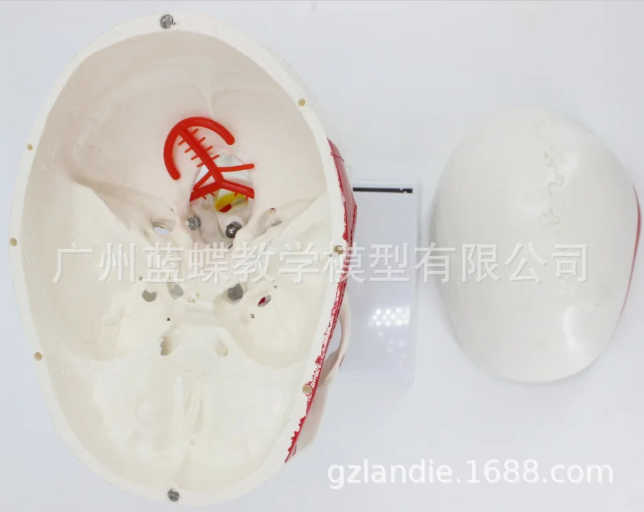 Анатомия человека анатомическая модель скелета череп с цветными костями номер