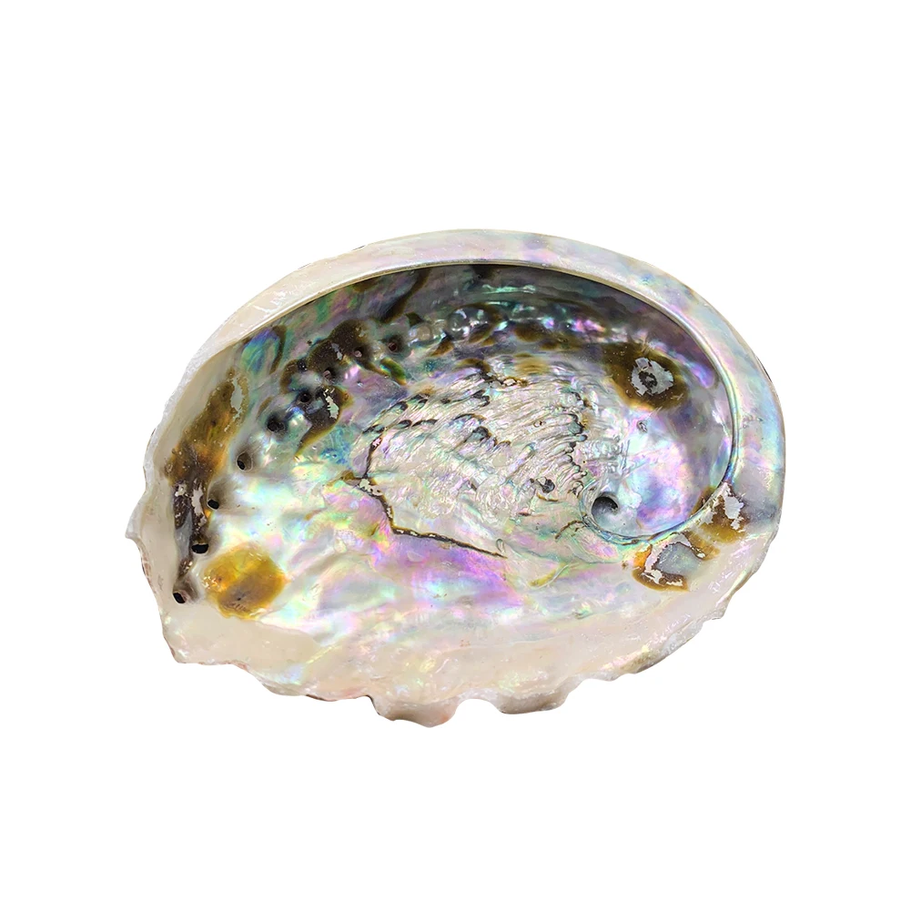 

11-12cm Seashells Natural Abalone Shells Ocean Home Decor DIY Nautical Wedding Decoration Soap Holder Shell for Jewelry Making