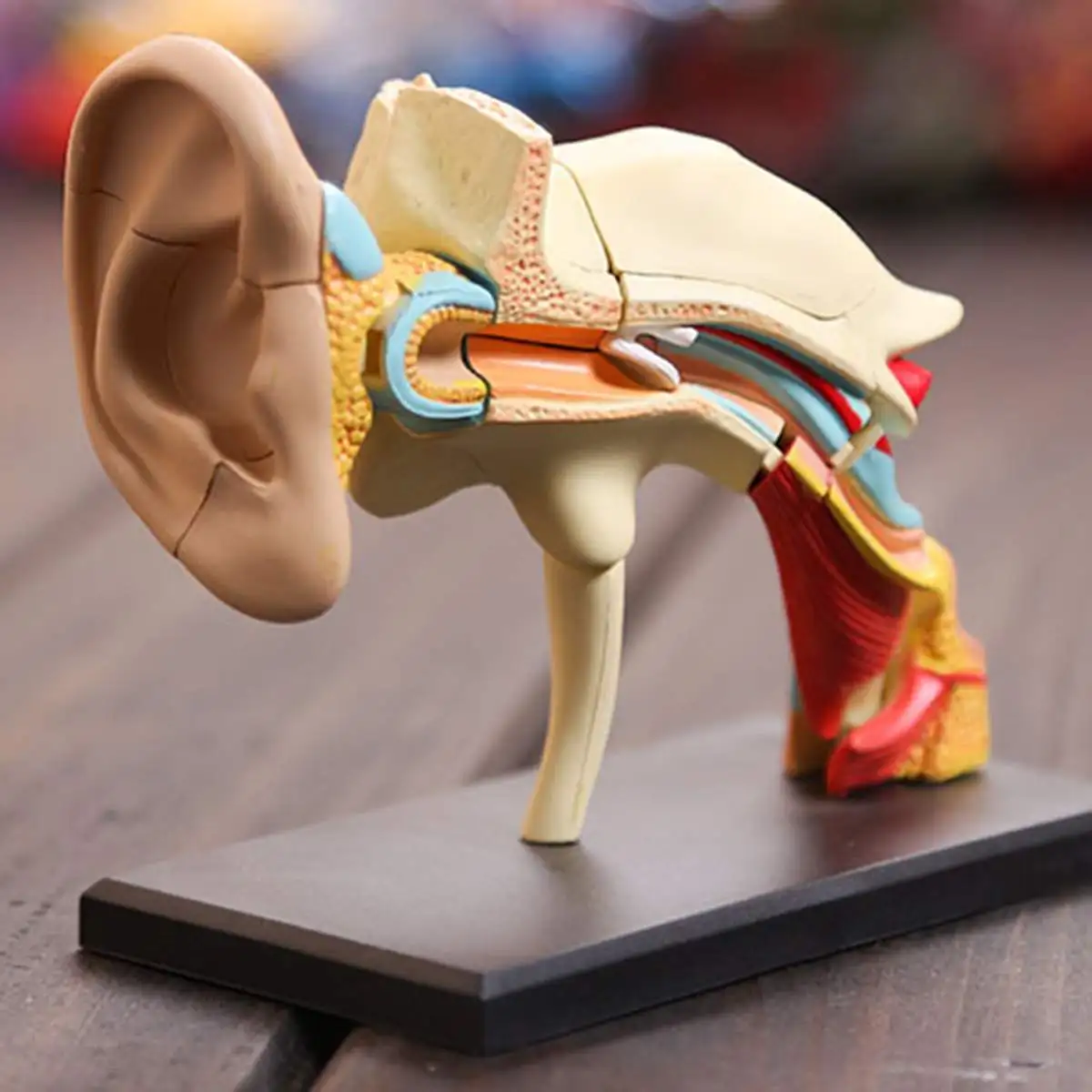 

Medical props model 1.5 Time Life Size Human Ear Anatomy Model OrganMedical Teaching Supplies Professional Learn Study Equipmet