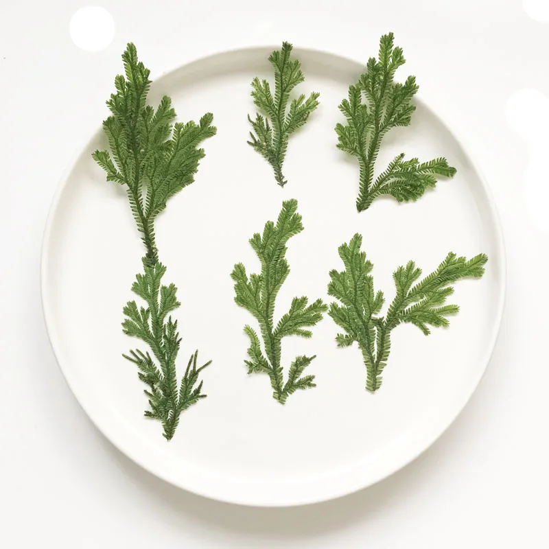 24 шт./4-6 см натуральная прессованная ветка плаунка зеленая трава цветы DIY