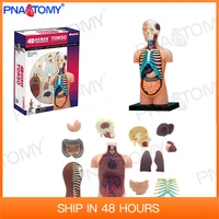 human torso anatomical model skeleton detachable diy toy educational equipment with manual 4d master 32 pcs body anatomy