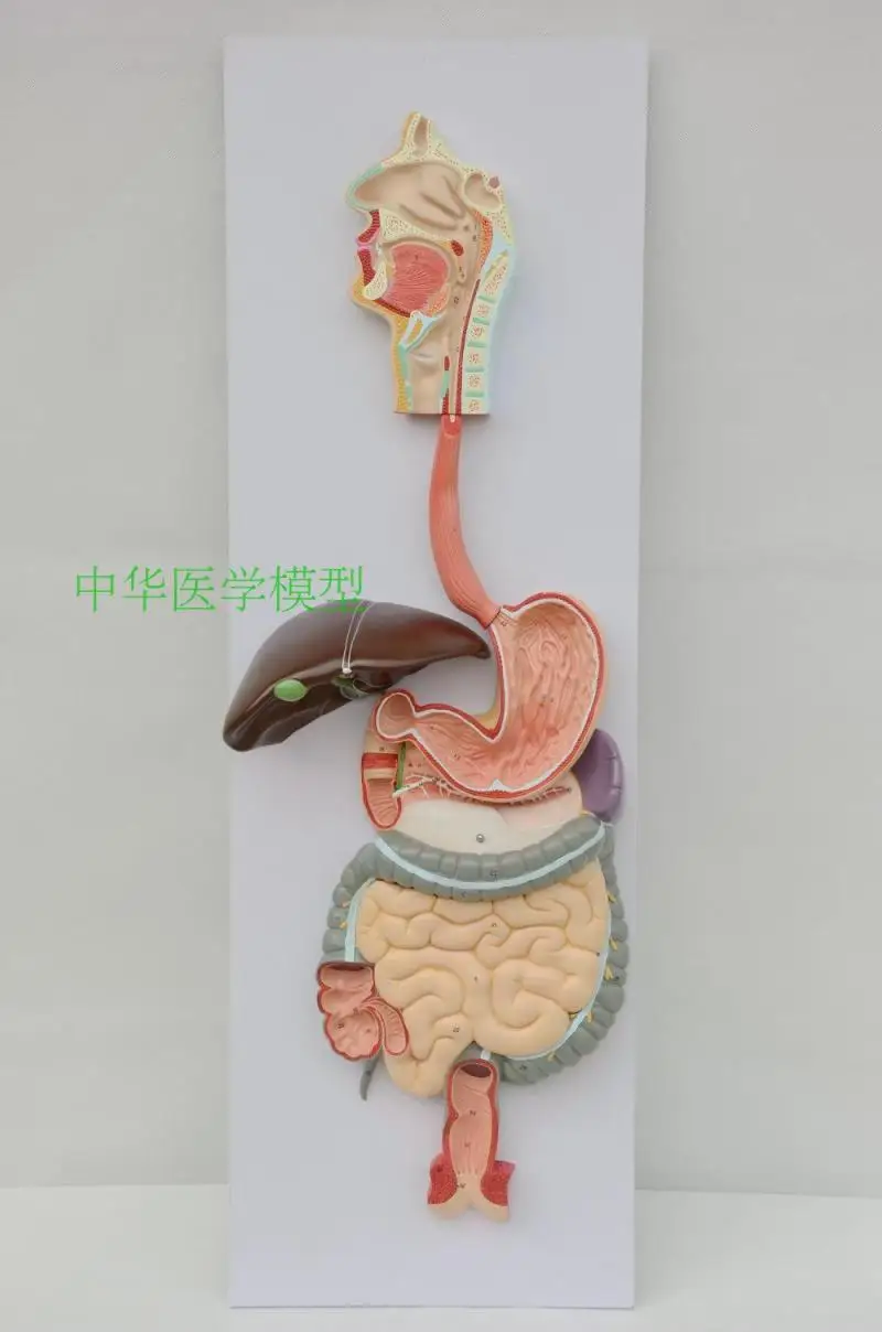 Digestive system model respiratory system liver stomach anatomy large intestine model rectal model gastroenterology
