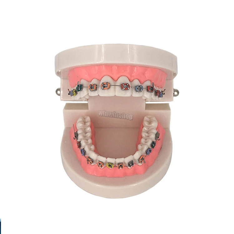 1 шт. Стоматологическая Ортодонтическая модель для лечения зубов с Орто