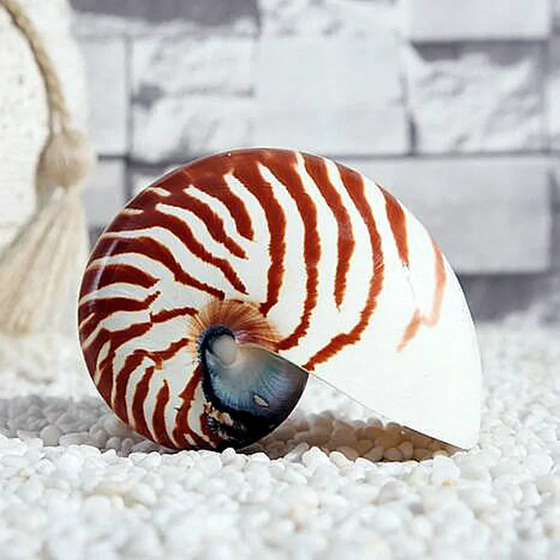 Большой винт 7-13 см натуральный ракушка Nautilus Морская звезда домашний стол