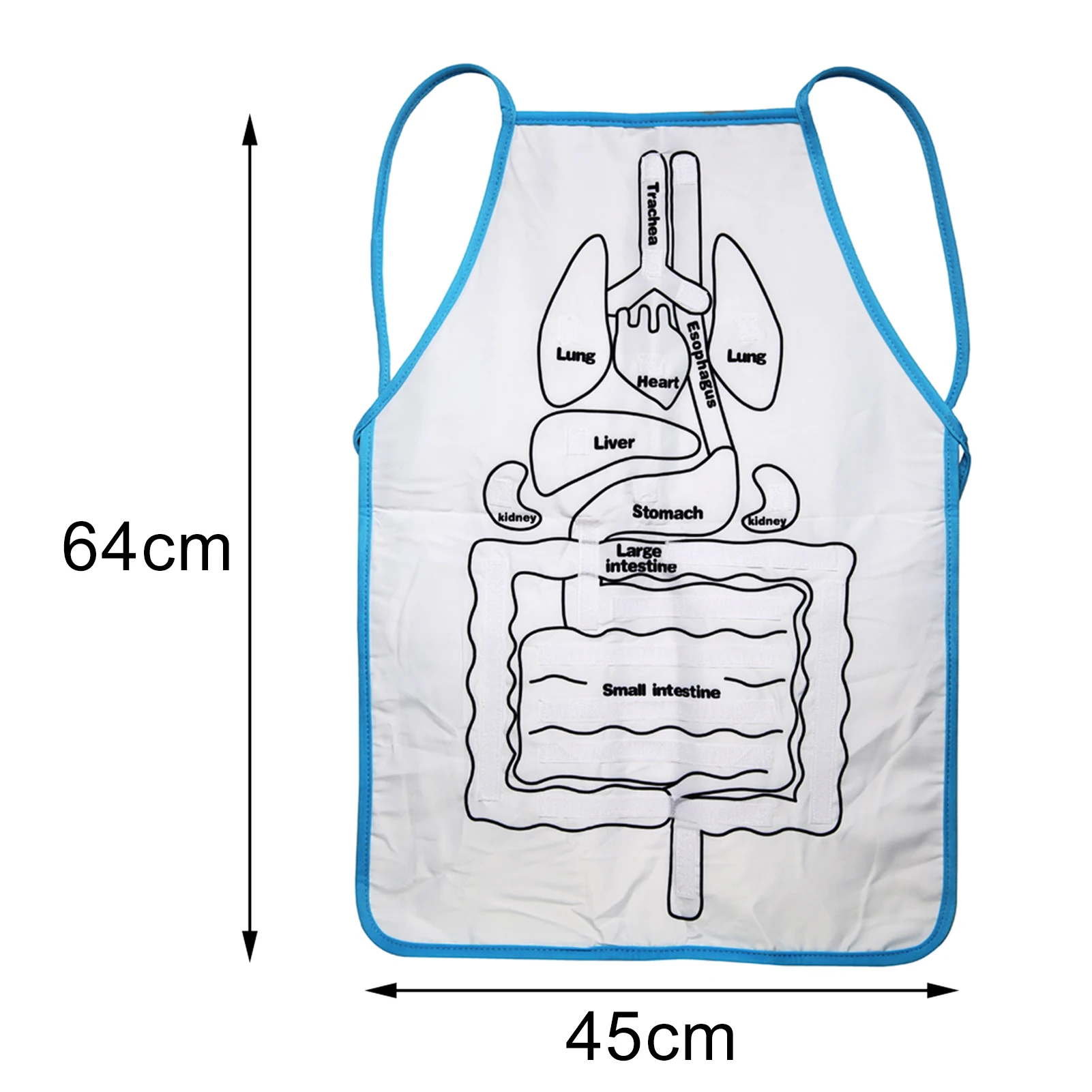 Анатомический фартук для человеческого тела обучающий инструмент помощь