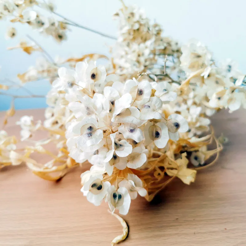 

30g Flores Preservadas Welcome Guest Bean Floral Arrangement Iris Dry ButterflyFlower Festival Home Shop Soft Decoration
