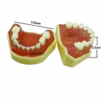 dental typodont soft gum mini study teeth model with removable teeth model dental supplies