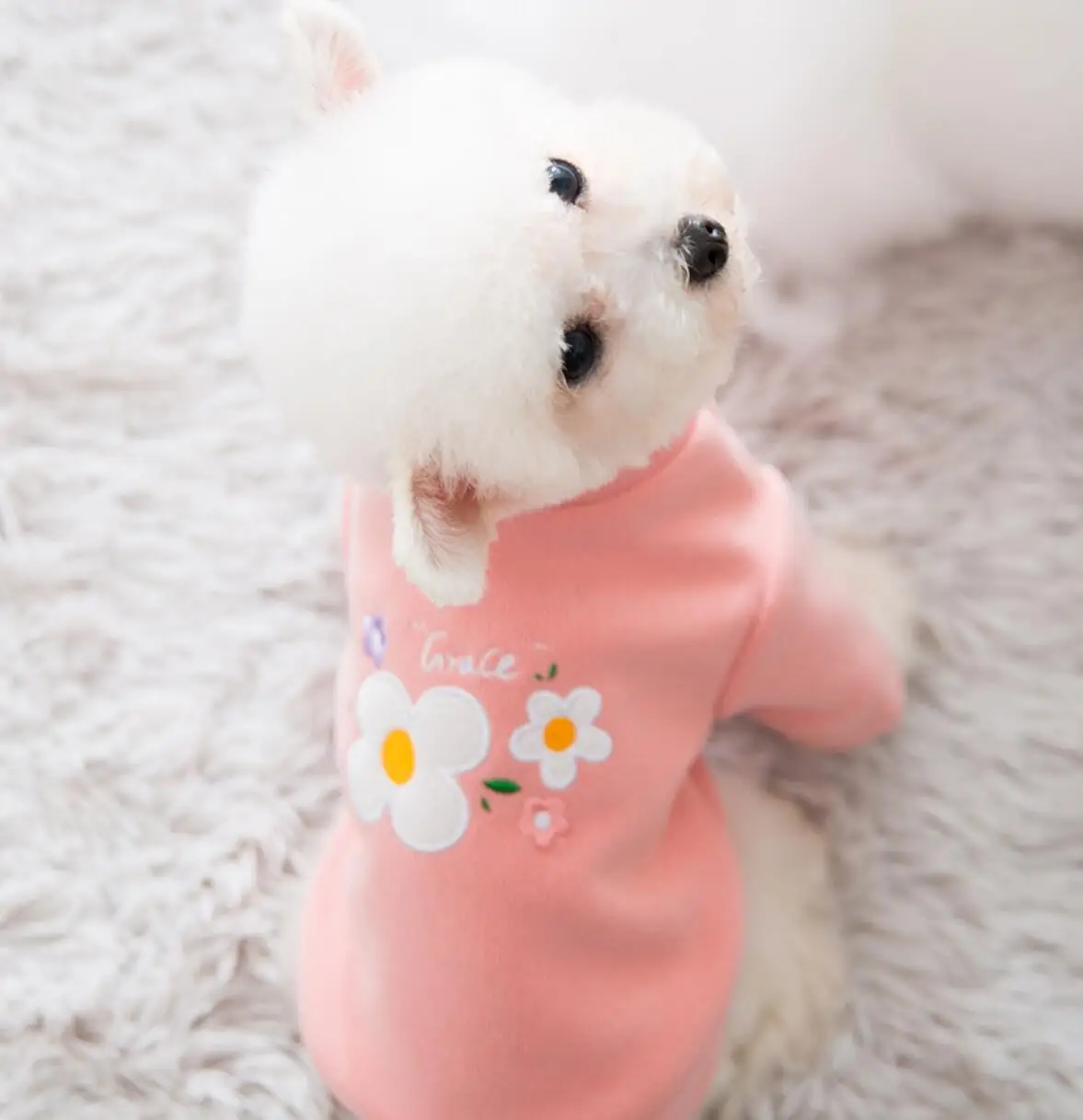 

Dog Clothes for Chihuahua Sweater Cat Spring Jacket Cute Print Coat Autumn Pet Costume for Small Dogs Bulldog Sweatshirt