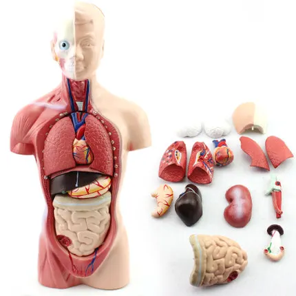 KeyWord: human anatomy; organ model; trunk model;