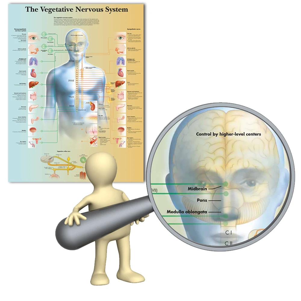 Wangarvegetativ Nervous system диаграмма холст с печатью постера картина настенные картины для медицинского образования доктор офис класс