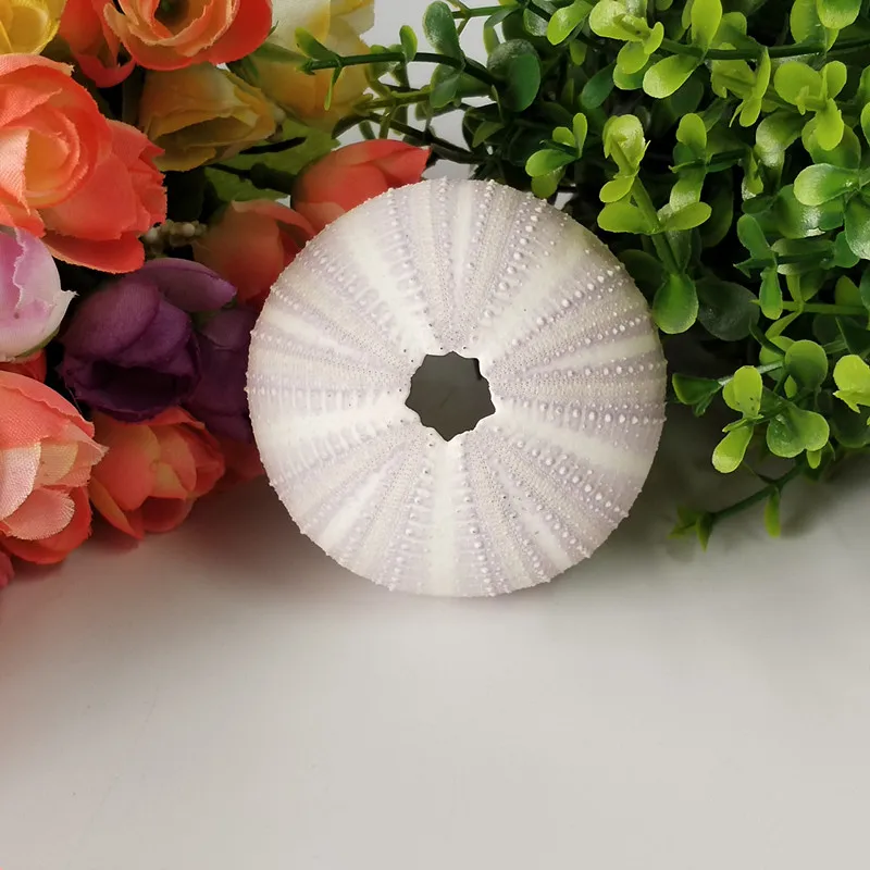 Бесплатная доставка (6 шт./лот) натуральный сон фиолетовый морской Urchin ракушка