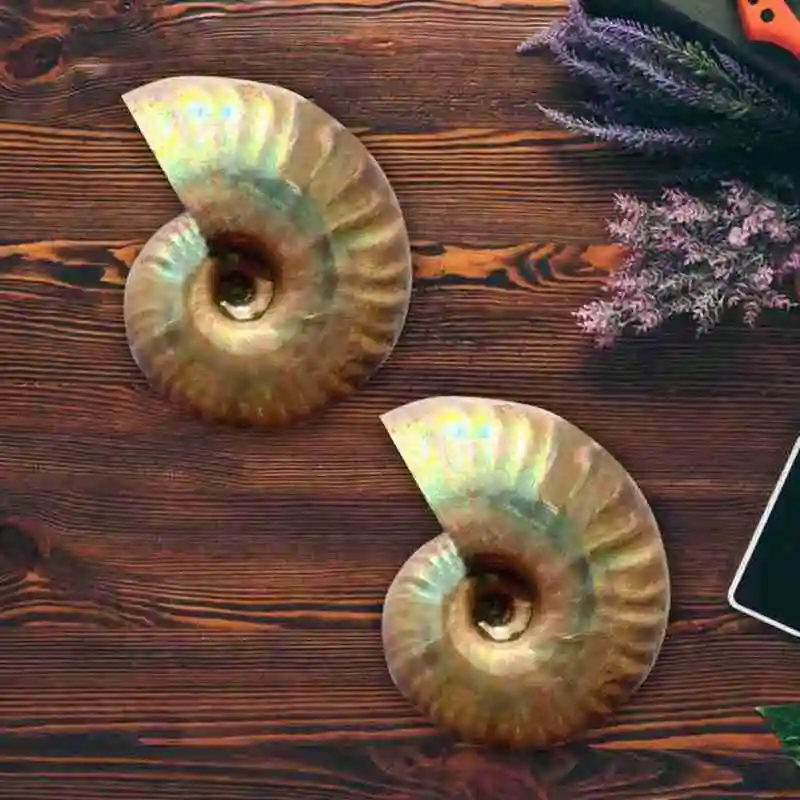 1pc Natural Ccolor Light Conch Fossil Home Decoration Aquarium Landscaping Ornament Shells 3 Sizes Lucky Snail Shell Decorations | Дом и сад