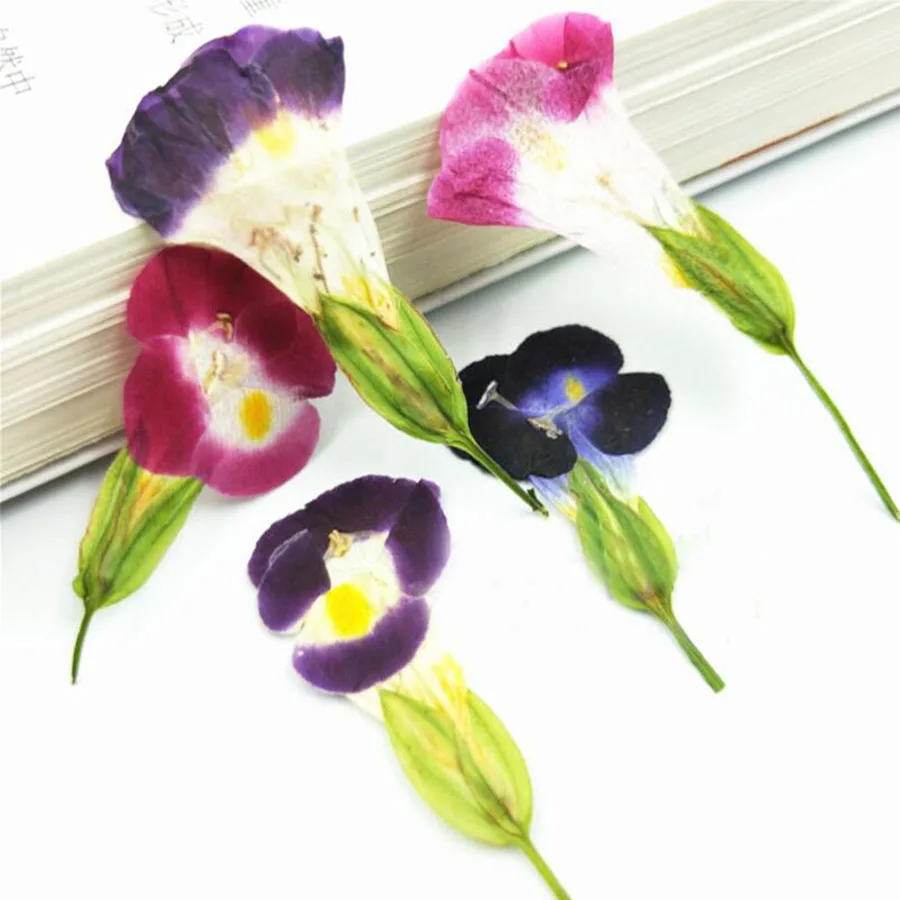 

12pcs Pressed Dried Torenia fournieri Flower Plants Herbarium For Jewelry Bookmark Phone Case Photo Frame Postcard Making