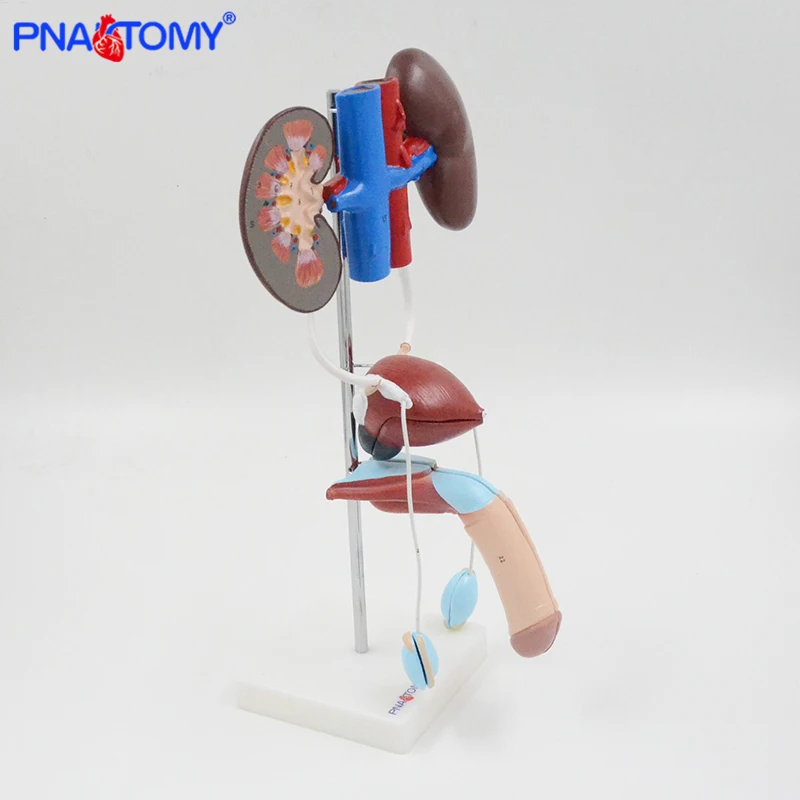 Life Size Male Urinary System Model Bladder Artery and Vein Anatomy Medical Teaching Tool Hospital Used Kidney  PNATOMY