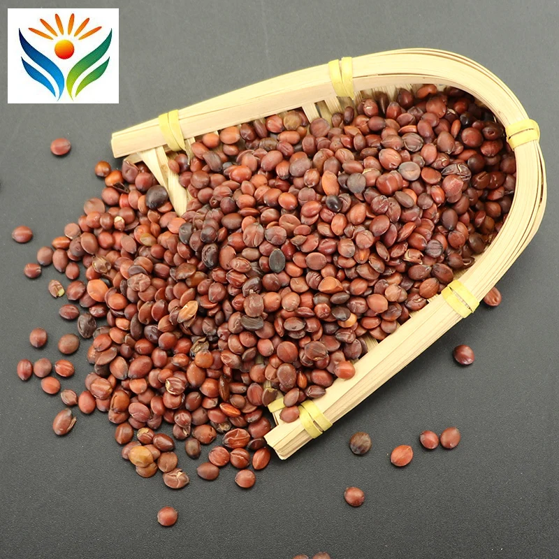 

Semen Ziziphi Spinosae Suan Zao Ren Dry Herb