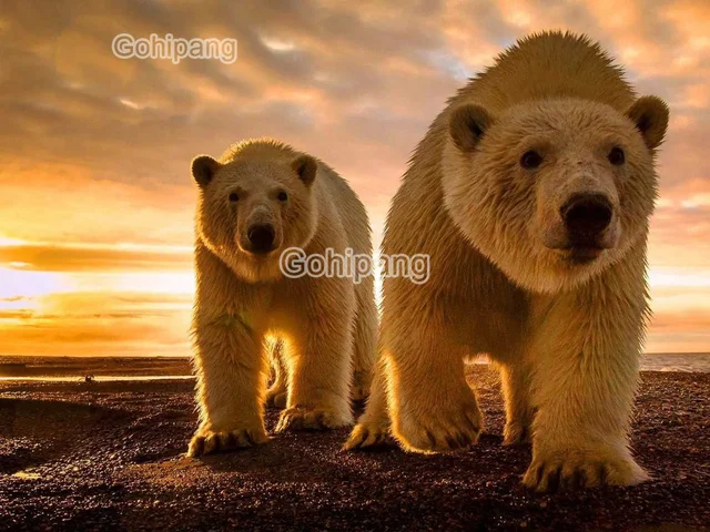 

Diamond Embroidery Yellow and White Polar Bears Full Displayed 5D Diy Rhinestones Square or Round Diamond Home Wall Decoration