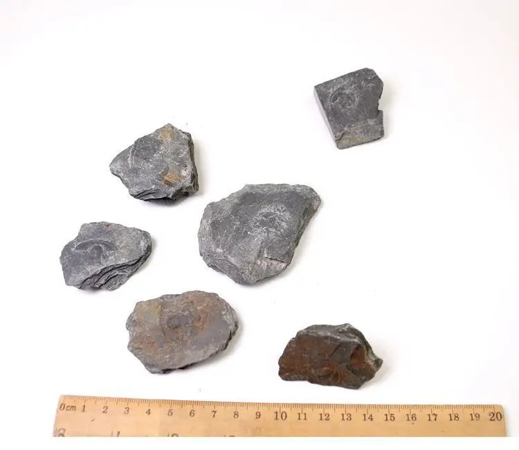 Палеоленус лантеноиси трилобиты окаменелые гуаньшань Биота Polular Science Fidelity Fossil