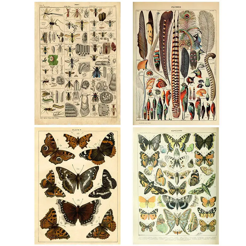 

Vintage Adolphe Millot Encyclopedia Canvas Painting Butterfly Flowers Insect Posters and Prints Wall Art Pictures for Home Decor