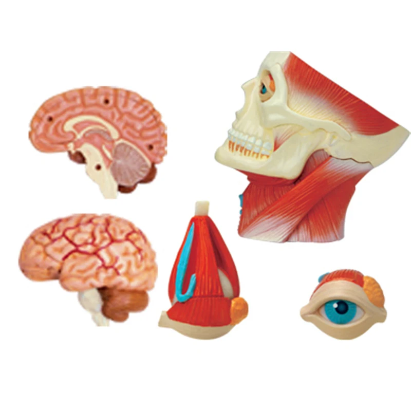 4D мастер головоломка в сборе Игрушка Голова мышц нерв анатомия модель