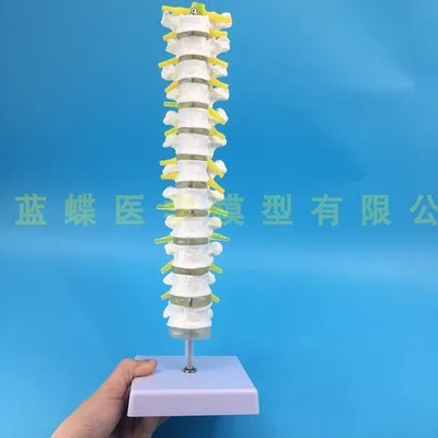 Thoracic vertebrae model Thoracic vertebrae with intervertebral disc and spinal nerves Human thoracic vertebrae model spine