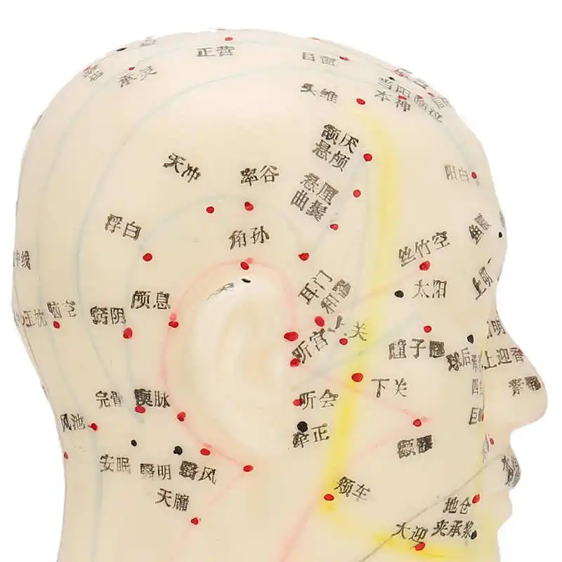 

Pain Patch Analgesic Plaster Head Acupuncture Model Acupuncture Teaching Full Face Clear Lettering Education Study Tool