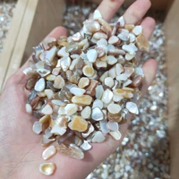 100g natural melon seeds tiny shells seashells aquarium gravel for fish tank healing stones