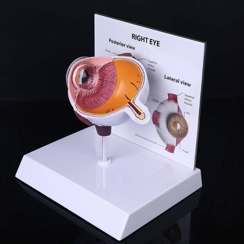 

Human Right Eye Eyeball Model Cross Section Anatomical Glaucoma Display Teaching D08A