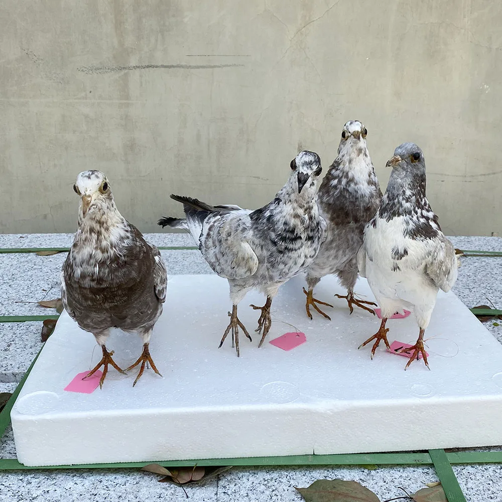 1Pcs real Taxidermy Eurasian pigeon Columba specimen Teaching / Decoration &&