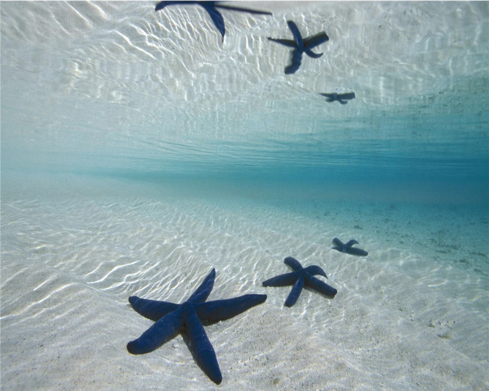 

Modern Mural 3d Wallpaper Classic 3d Wallpaper Beautiful Sea Starfish Romantic Decorative Silk 3d Mural Wallpaper