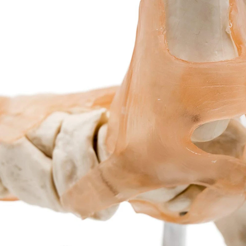 

Foot Joint Model With Ligaments,Human Anatomical Model,Life Size