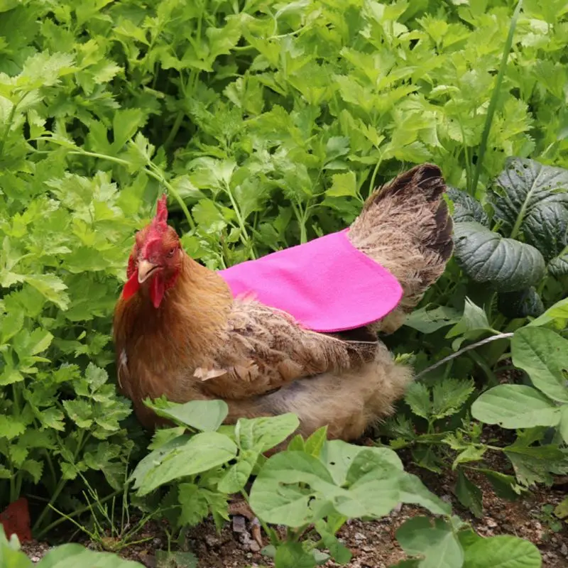

Single Strap Chicken Apron/Saddle Vest Hen Duck Wing Protection Standard Chicken jackets Hen aprons Poultry Care K3NA
