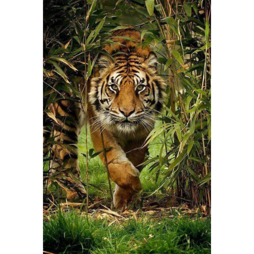

5D DIY Diamond Painting Square/Round Cross Stitch Kit Diamond Mosaic Embroidery Tiger Picture Home Decoration Gift BM284