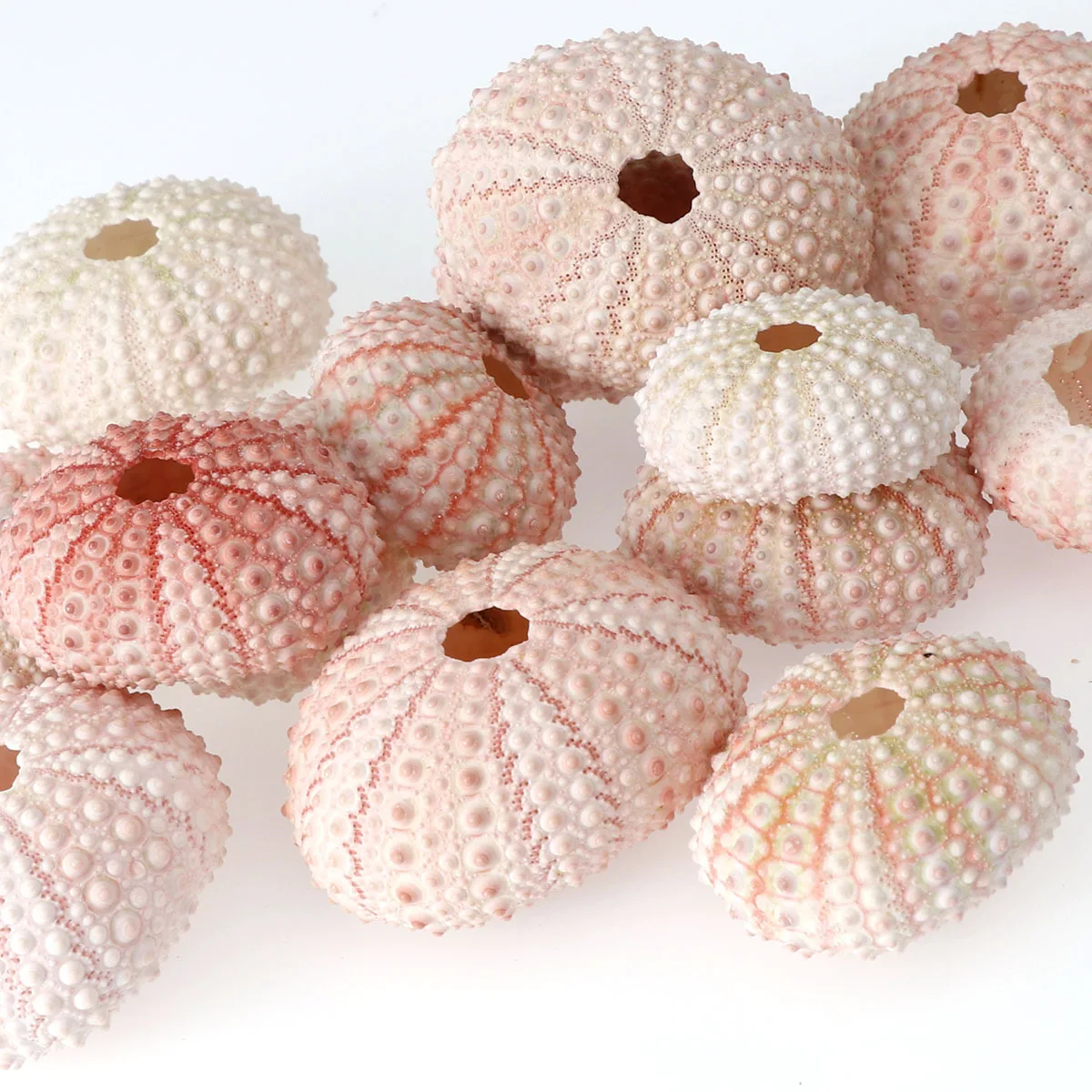 2/4/6Pcs 3.5-5 CM Natural Small Pink Sea Urchin Shell Conch Beach Wedding Decoration Coastal Home | Дом и сад