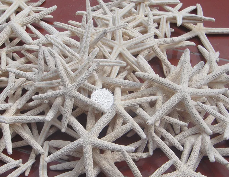 

Natural Artificial Starfish 10pcs/lot 6-10cm White sea Starfish Real Finger Star fish natural sea shells conch