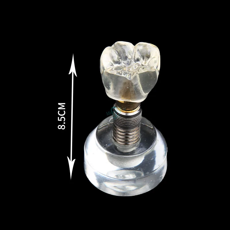 Новая модель зубных имплантатов Arcylic коронок Обучающие модели|Стоматологическая