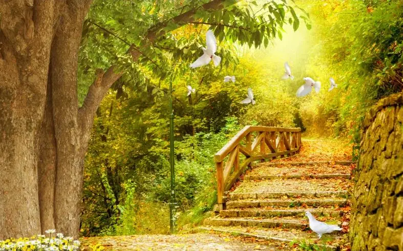 

Photo Wallpaper 3D Fresh big tree plank road white pigeon 3D TV background wall bedroom decoration