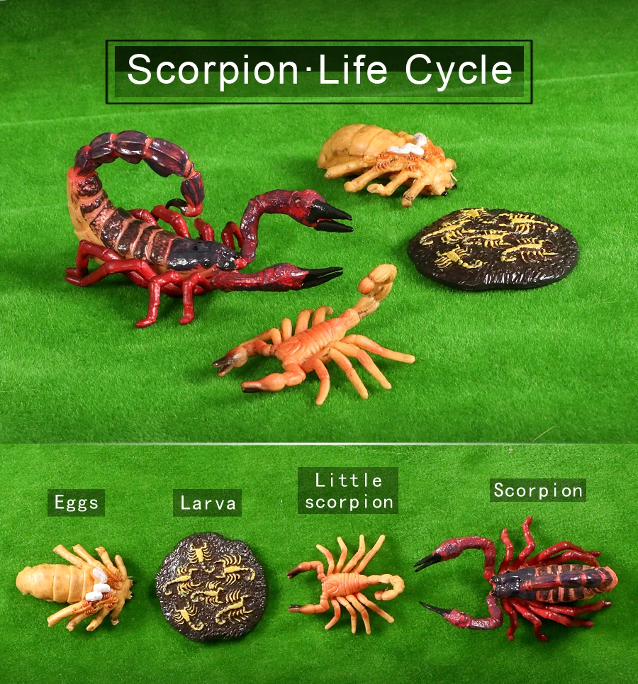 Scorpion Nature Insects Life Cycles Growth Model Game Prop Red Collector Toy 